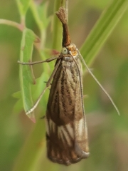 Chrysocrambus