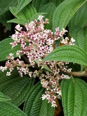 Miconia subseriata