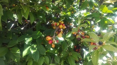 Psidium cattleyanum