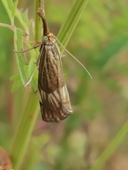 Chrysocrambus