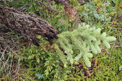 Herpotrichia juniperi