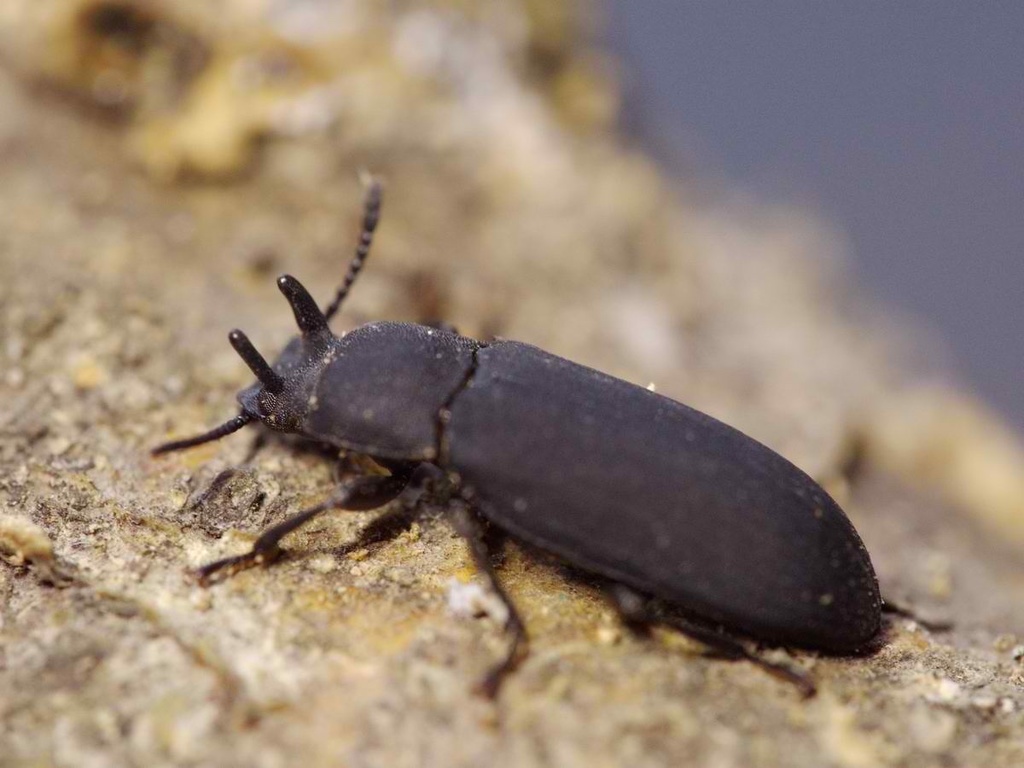 Cryphaeus cornutus