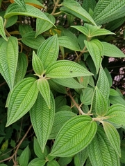 Miconia subseriata