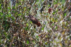 Haemorhous mexicanus