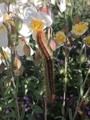 Malacosoma castrense