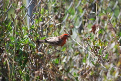 Haemorhous mexicanus