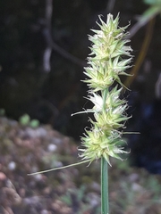 Carex otrubae