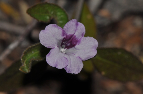 Ruellia latisepala