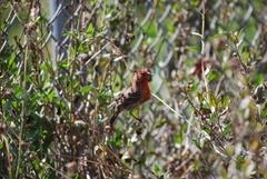 Haemorhous mexicanus