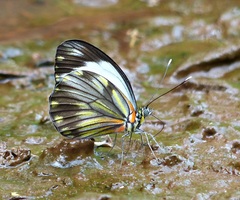Pieriballia viardi