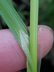 Carex otrubae
