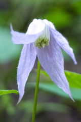 Clematis occidentalis