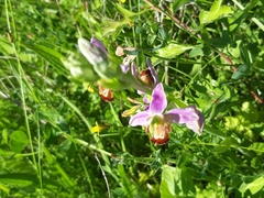 Ophrys apifera