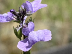Toadflax (Nuttallanthus)