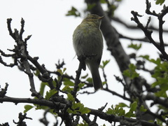 Phylloscopus collybita