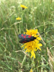 Zygaena filipendulae