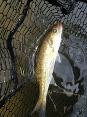 Micropterus henshalli