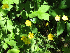 Ranunculus hispidus nitidus