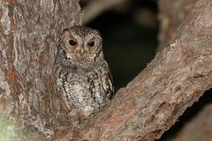Psiloscops flammeolus