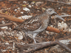 Turnix nigricollis