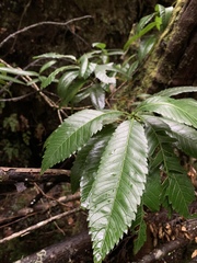 Caldcluvia paniculata