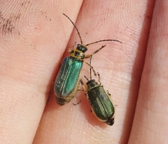 Trirhabda sericotrachyla