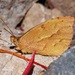 Teriocolias zelia - Photo (c) Carlos Schmidtutz, some rights reserved (CC BY-NC), uploaded by Carlos Schmidtutz