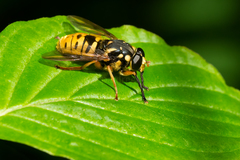 Temnostoma alternans