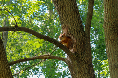 Sciurus vulgaris