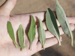 Salvia apiana × mellifera
