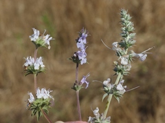 Salvia apiana × mellifera