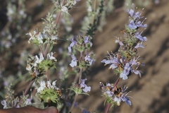 Salvia apiana × mellifera