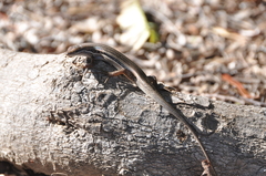Trachylepis gravenhorstii