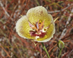 Calochortus weedii intermedius