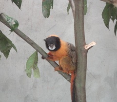 Saguinus tripartitus