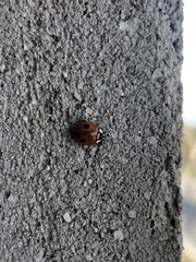 Adalia bipunctata