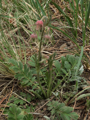 Geum triflorum
