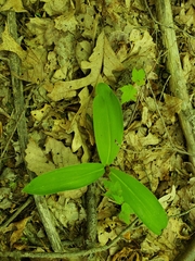 Clintonia