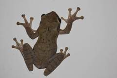 Osteopilus ocellatus