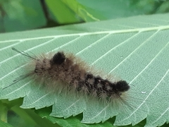 Dasychira obliquata