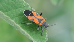 Lygaeus reclivatus
