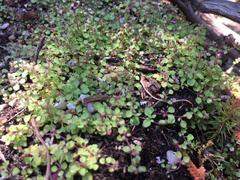 Mentha requienii bistaminata