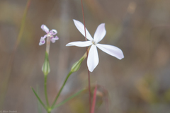Phlox longifolia