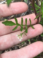 Cardamine parviflora