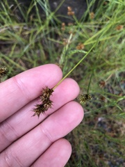 Carex pachystachya
