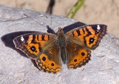 Junonia vestina livia