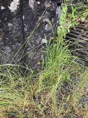 Carex pachystachya