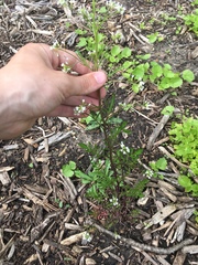 Cardamine parviflora