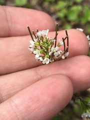 Cardamine parviflora
