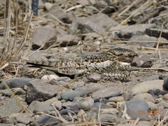 Chordeiles acutipennis